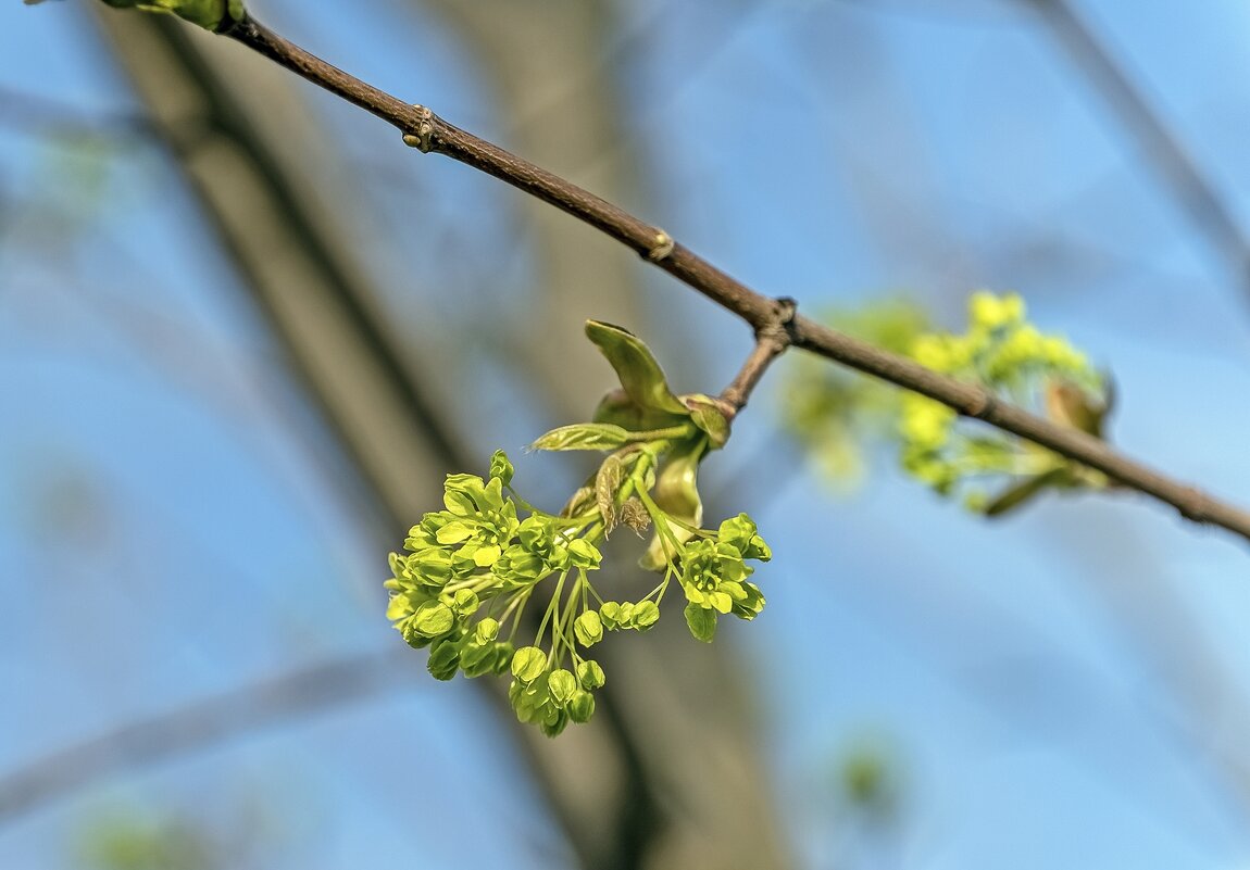 Клён цветёт - Валерий Иванович