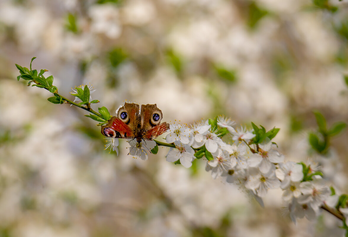 Первые весенние ласточки.... - Sergey (Apg) Первые весенние ласточки.... - Sergey (Apg)