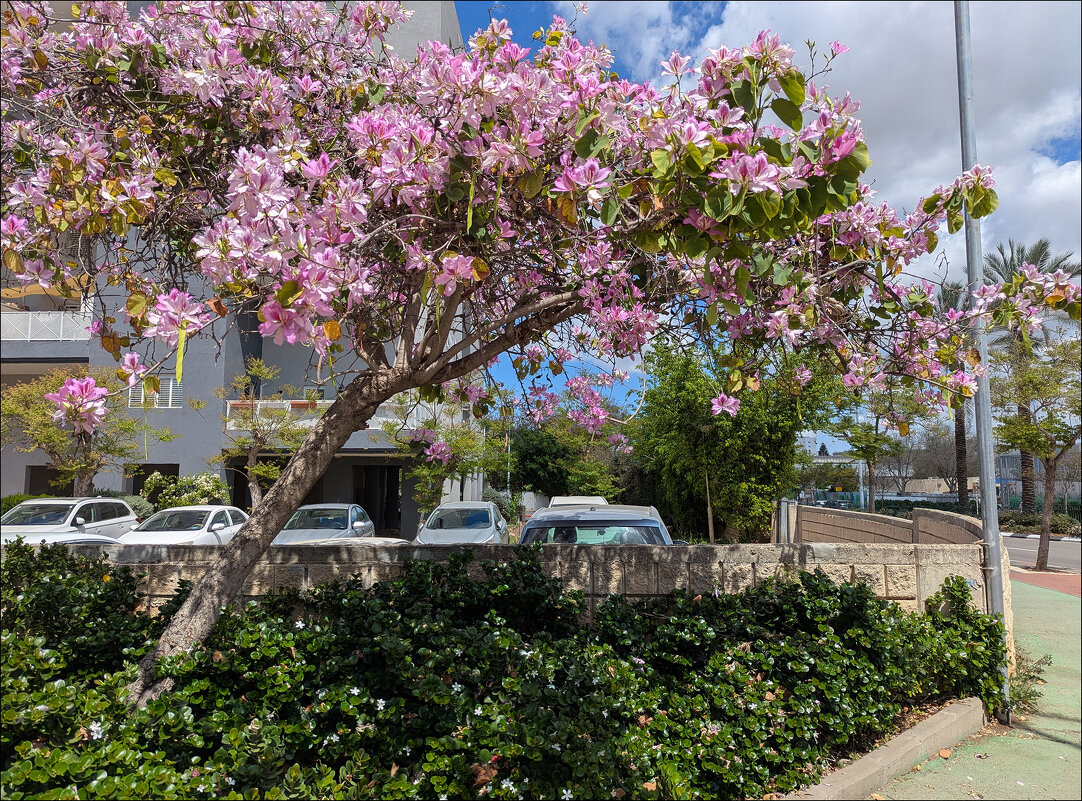 Цветение - Валерий Готлиб Цветение - Валерий Готлиб