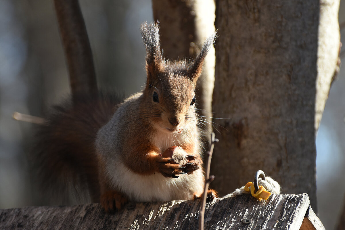 Москва. Воронцовский парк. Белочка с орешком. - Наташа *****