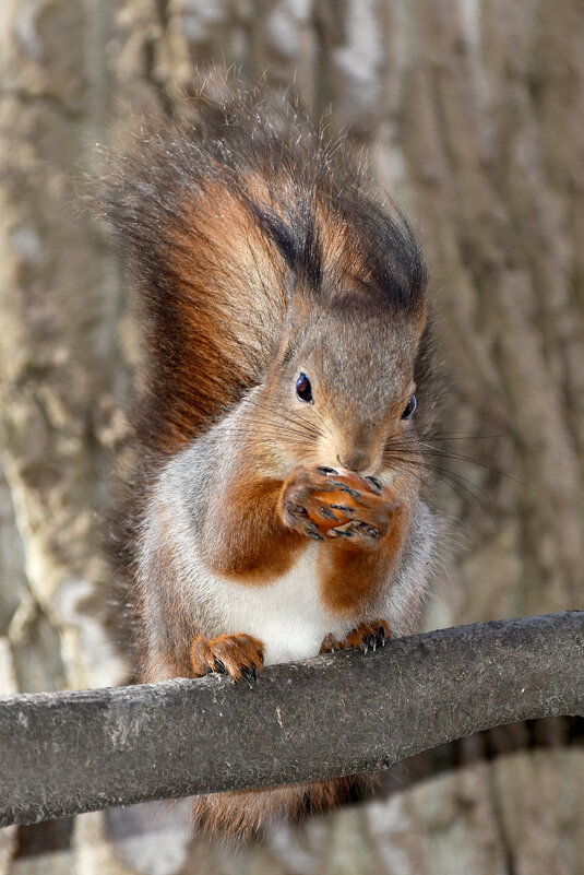 Москва. Воронцовский парк. - Наташа *****