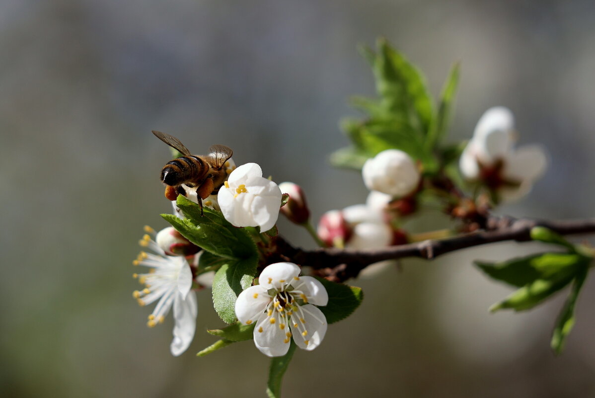 Сила весны. - Александр Кондаков
