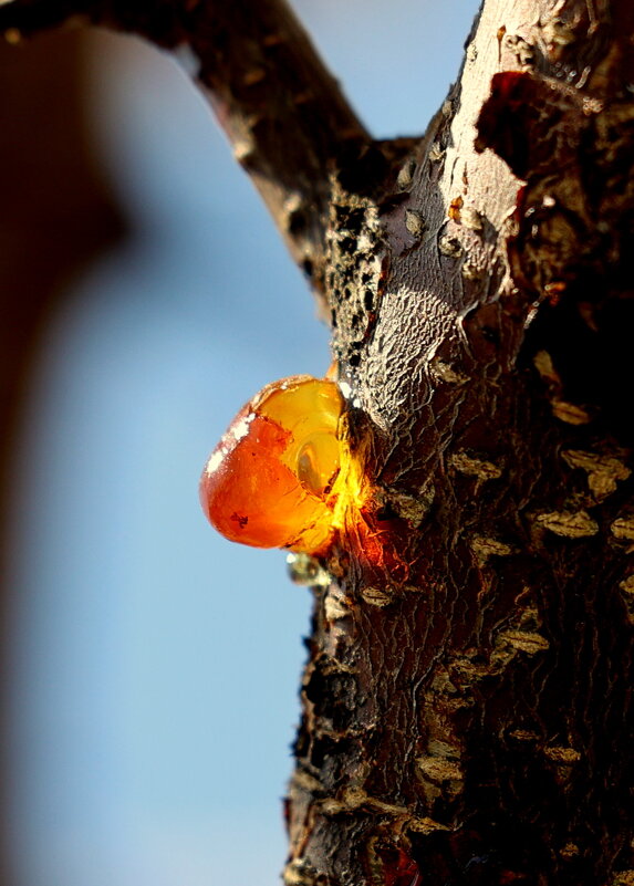 Янтарь будет... - Александр Кондаков