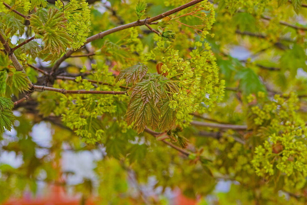 Клён остролистный - Giant Tao / Клён остролистный - Giant Tao /