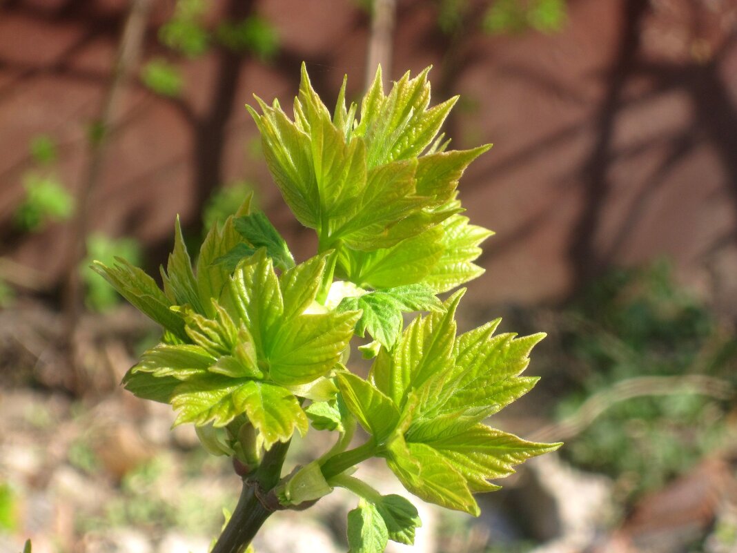 Весеннее - Елена Семигина