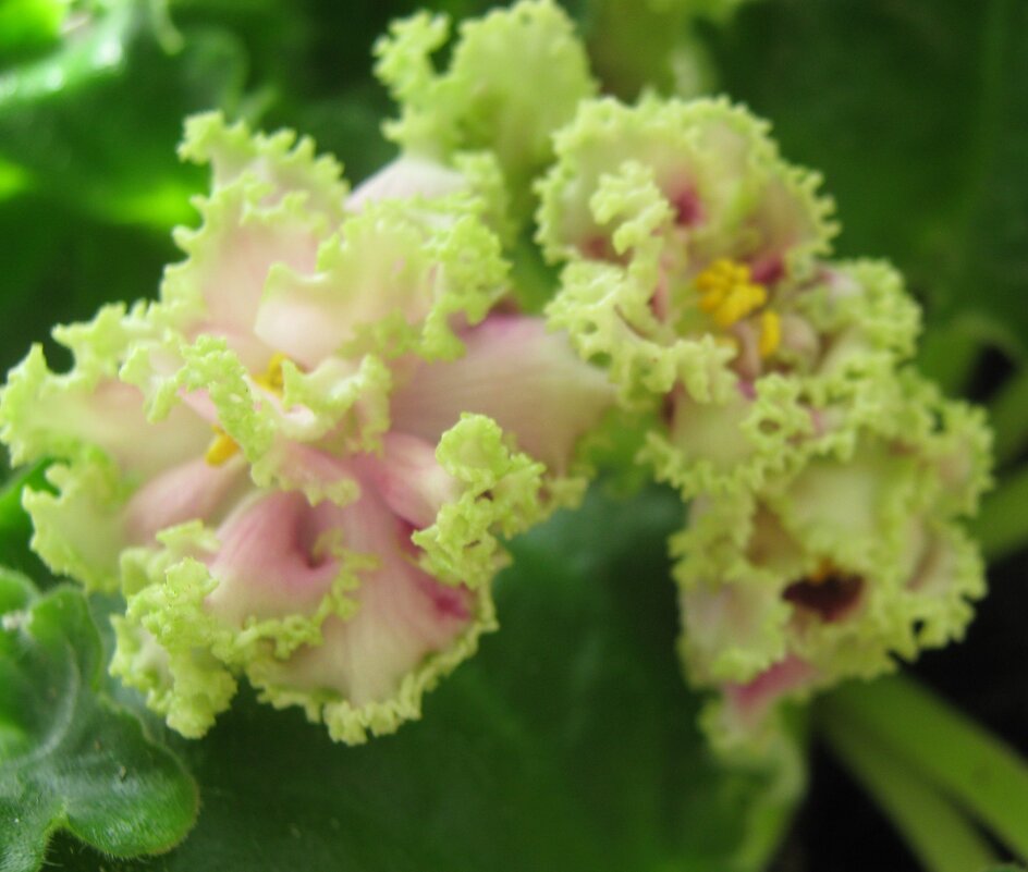 Фиалка - Елена Семигина Фиалка - Елена Семигина