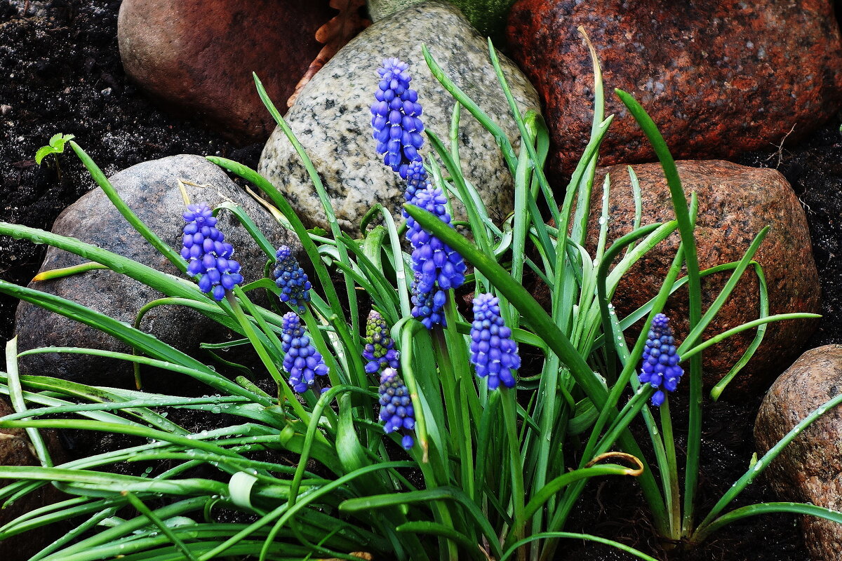 Мускари - Рита Симонова