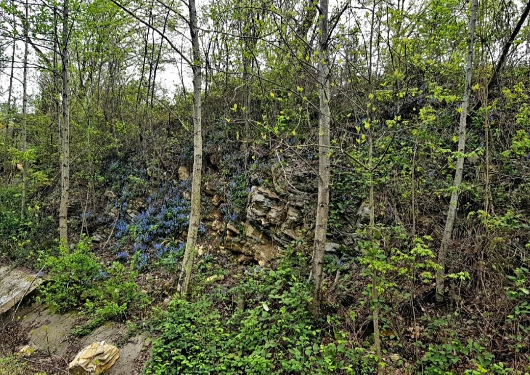 Прогулка в лесу - Tata Wolf