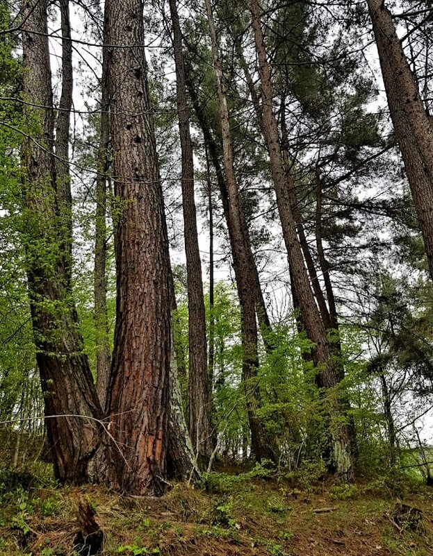 Прогулка в лесу - Tata Wolf