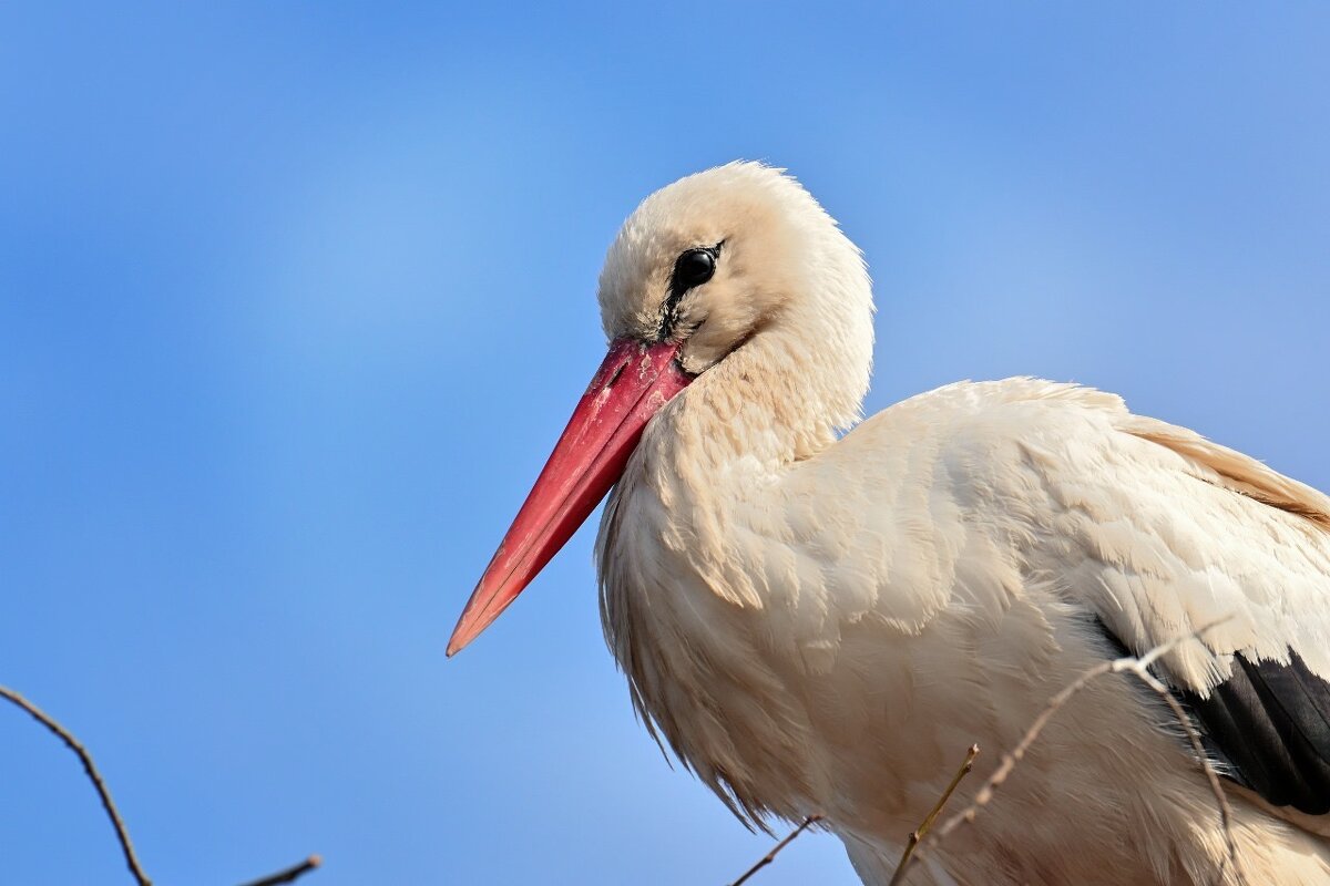 Белый аист. - Виктория Шажко 