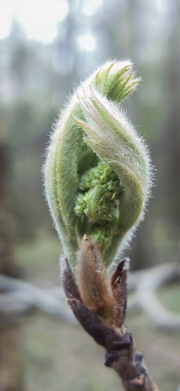 Эстафету принимает весна - Денис Масленников Эстафету принимает весна - Денис Масленников