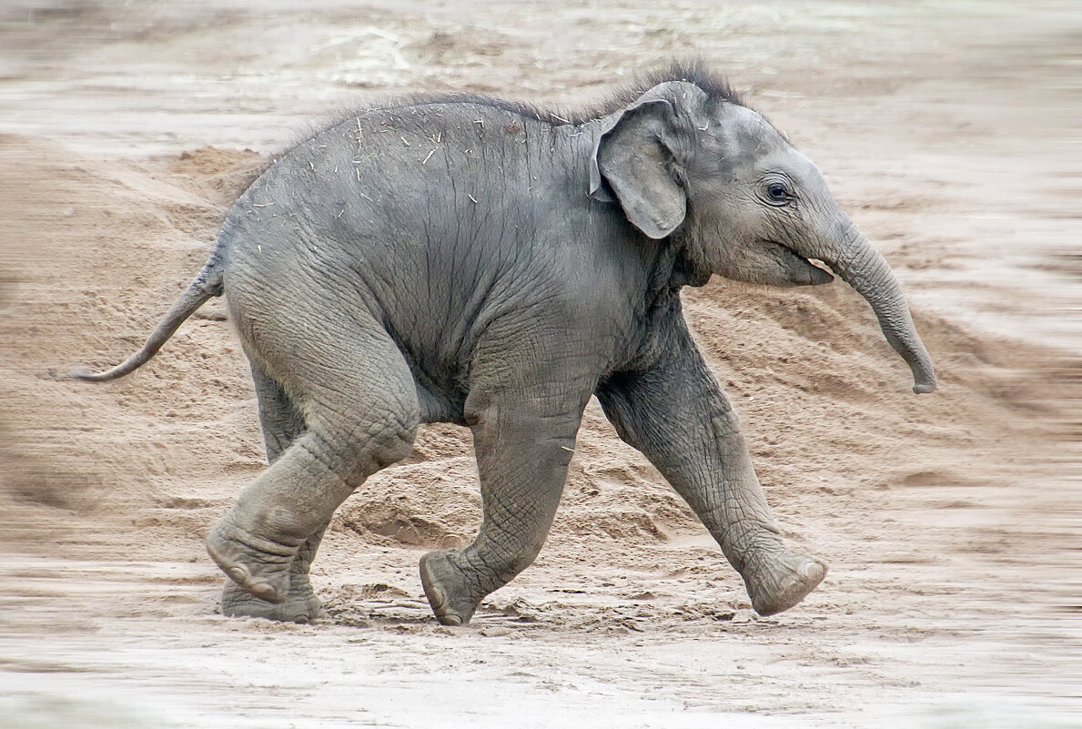 Непоседа - Андроник Александр 