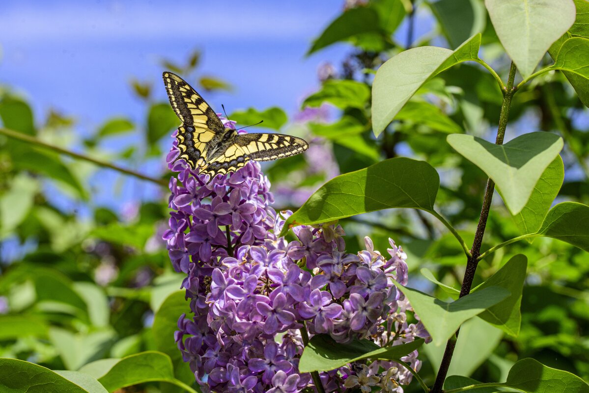 * - Осень * - Осень