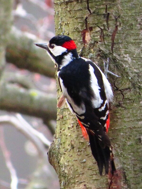 Куда бы полететь? - Андрей Снегерёв Куда бы полететь? - Андрей Снегерёв