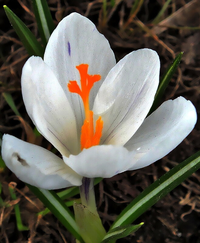 Цветы — это лучи солнца на земле. - Ольга Довженко Цветы — это лучи солнца на земле. - Ольга Довженко