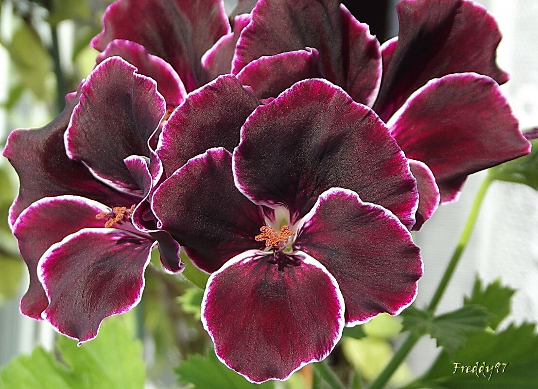 Королевская пеларгония - Freddy 97