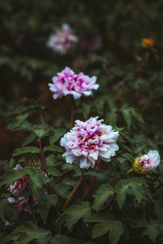 Сезон пионов - Дмитрий 