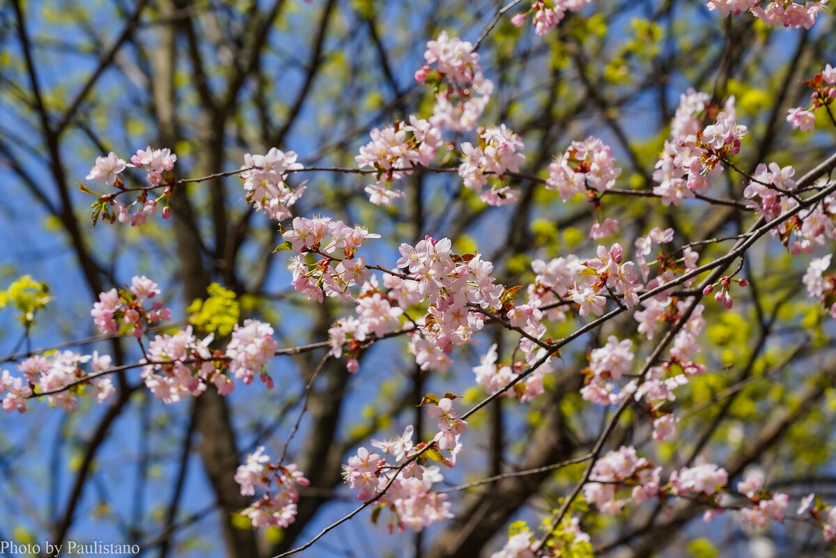 Цветущий апрель... - Владимир Жданов Цветущий апрель... - Владимир Жданов