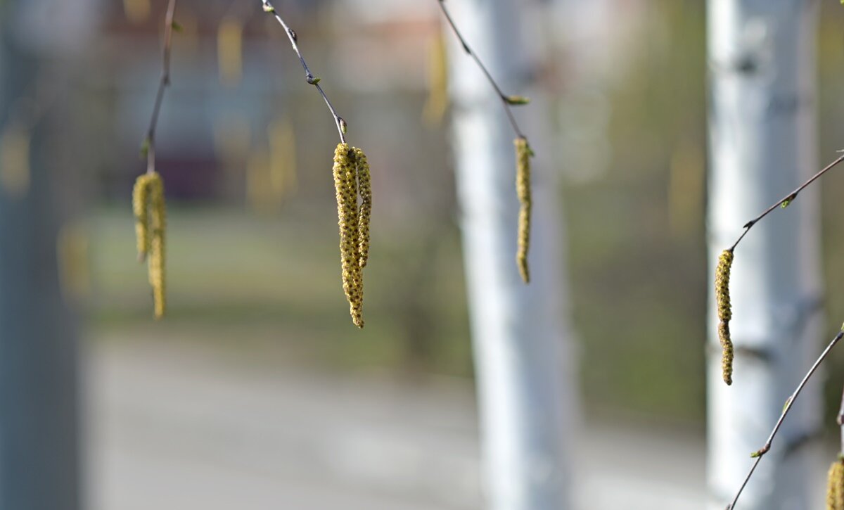В городе появились "сережки".. - Алекс Б-в
