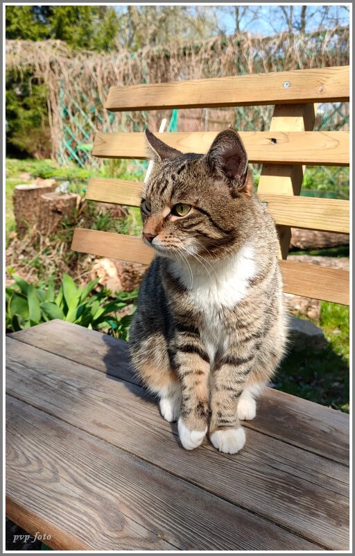 Барсик - Владимир Попов Барсик - Владимир Попов