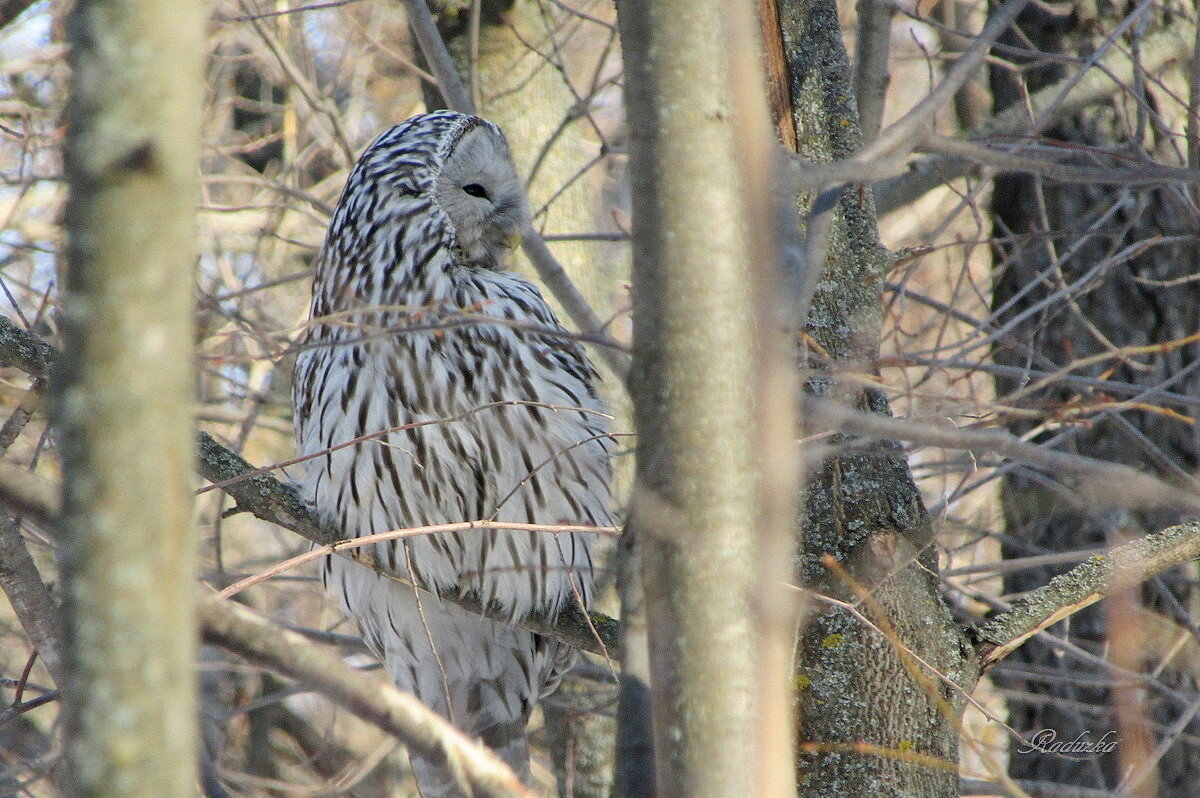Сова на отдыхе - Raduzka (Надежда Веркина)