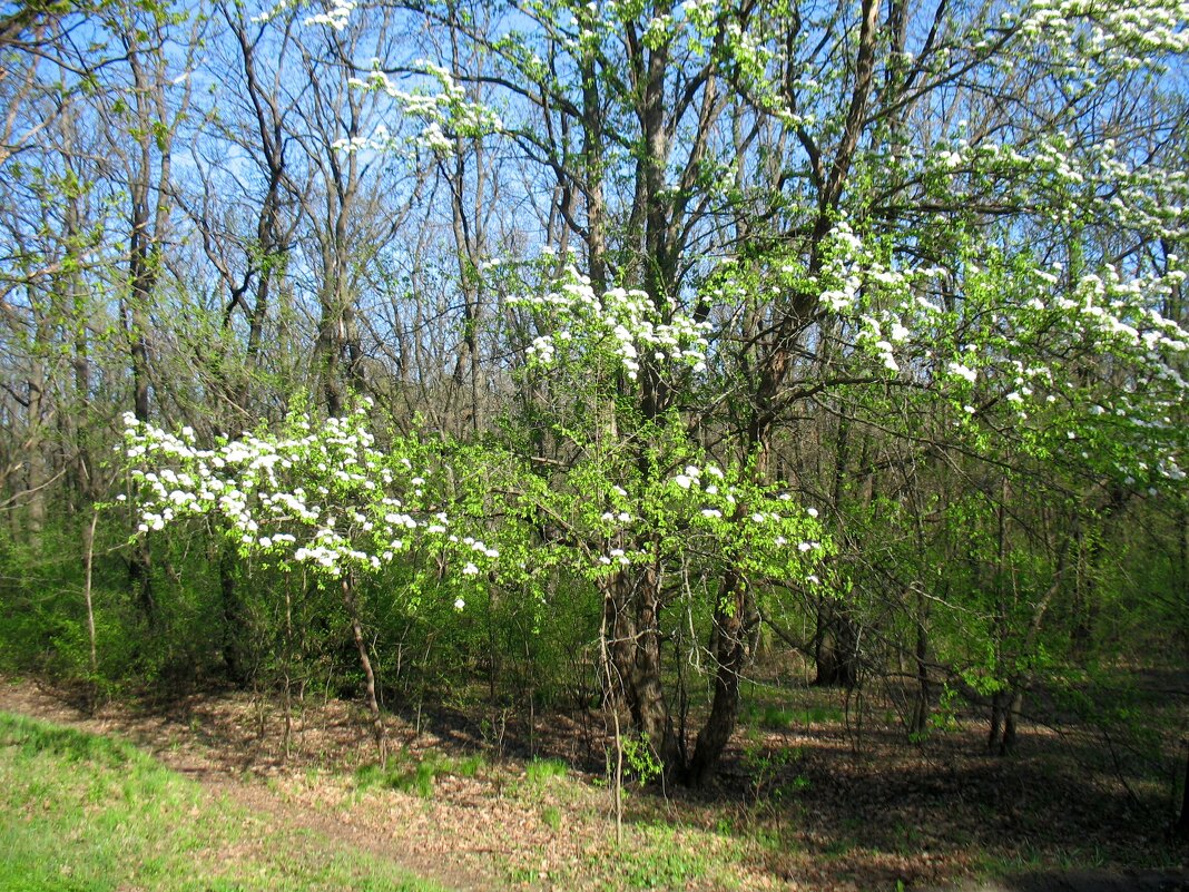 Весна в лесу - Андрей Л. В. Весна в лесу - Андрей Л. В.
