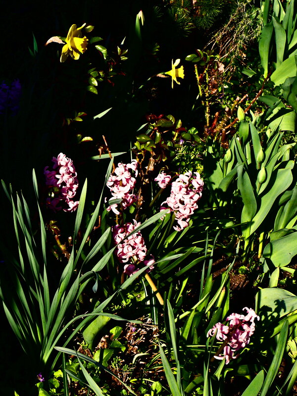 Весенние зарисовки 95 - Алексей Кузнецов