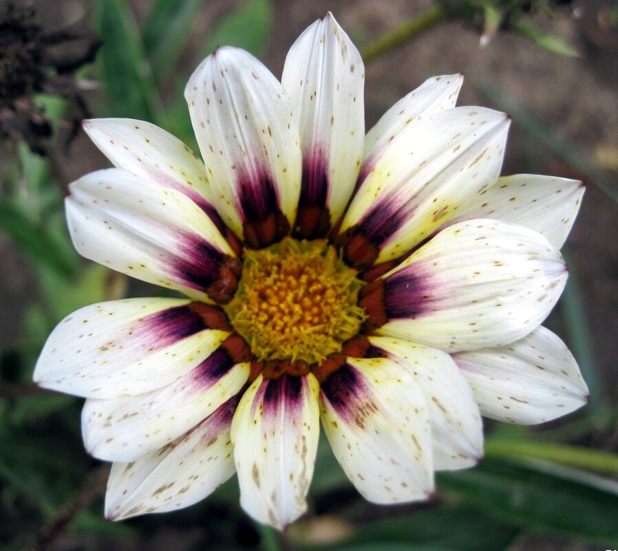 Гацания. - Ирина ***