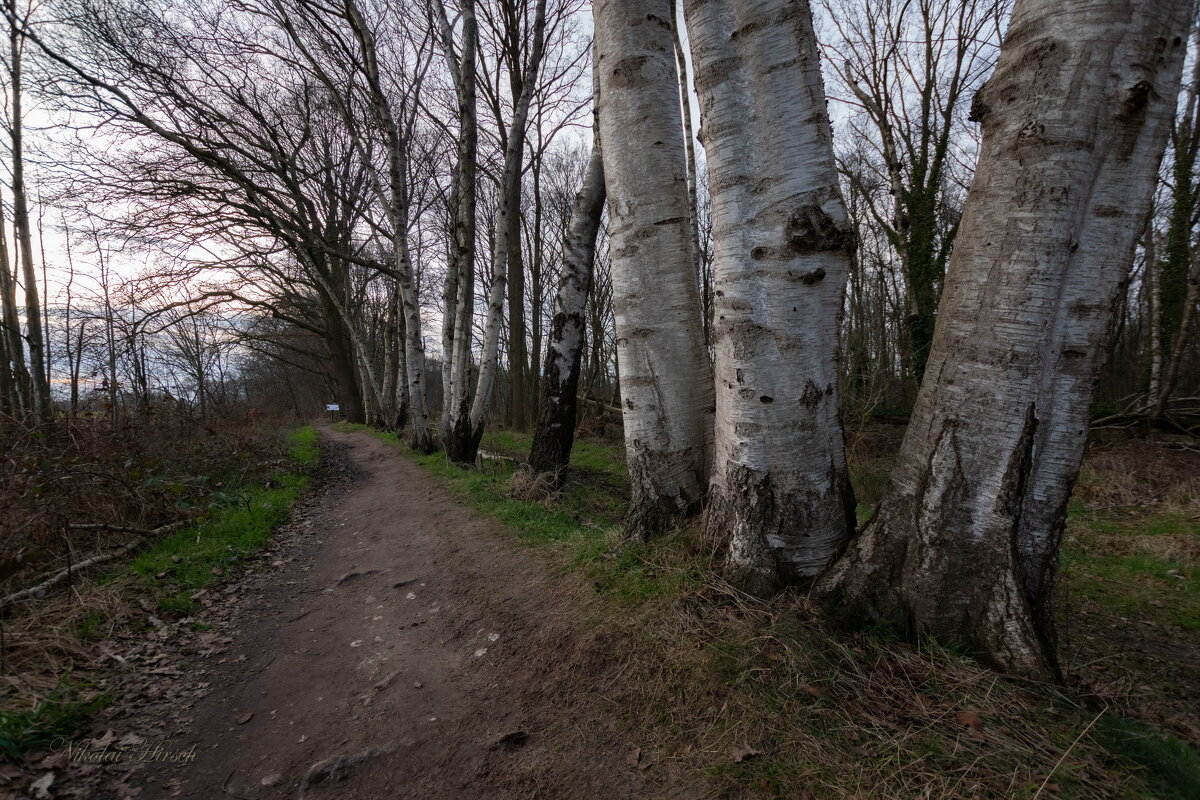 Берёзовый строй... - Николай Гирш Берёзовый строй... - Николай Гирш