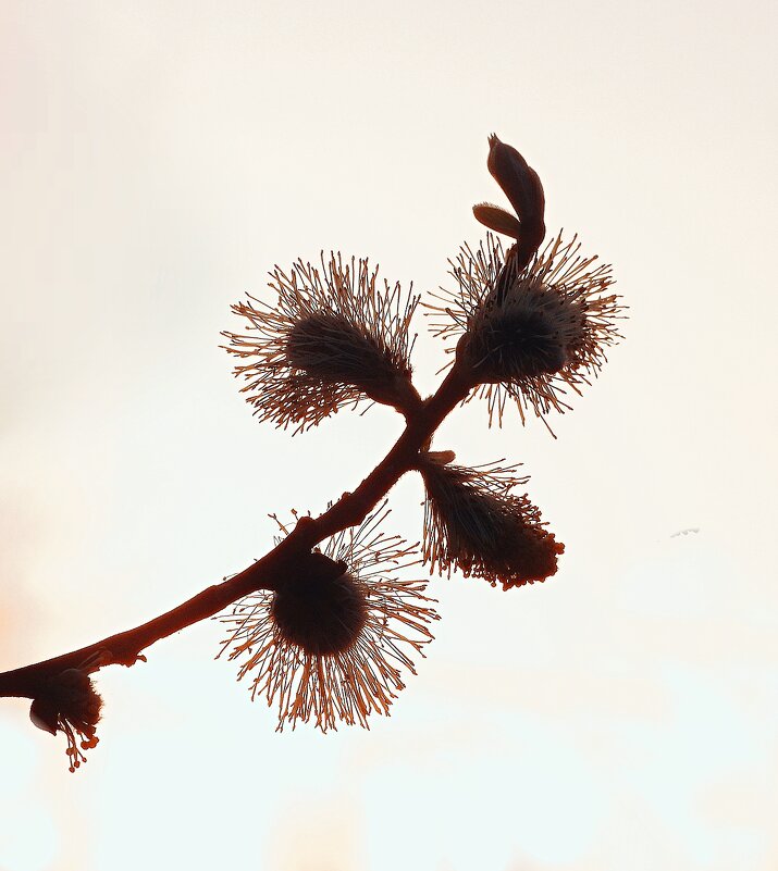 *** - Леонид leo