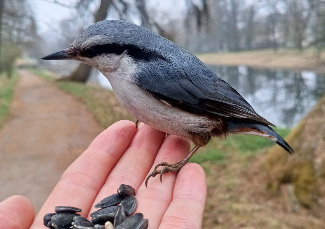 Поползень - Сапсан 
