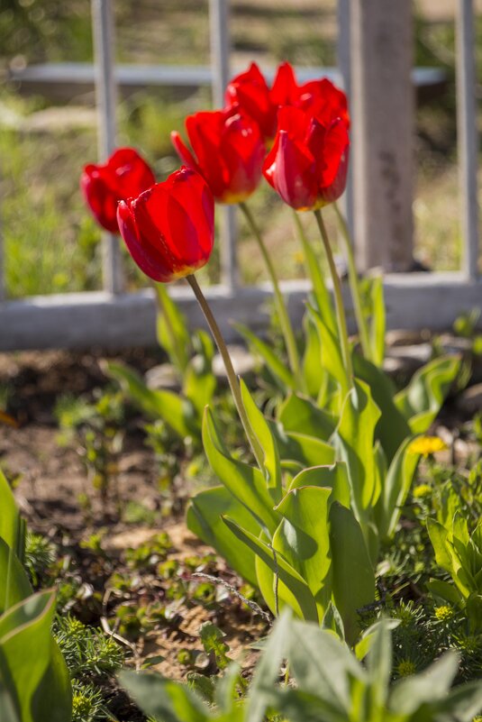 Тюльпан дачный - Тамара Федорова Тюльпан дачный - Тамара Федорова