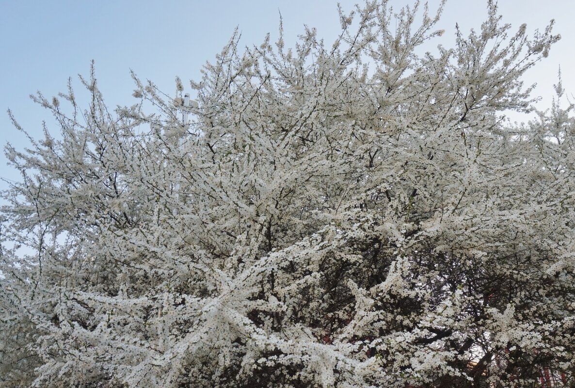 Пышное цветение в центре Москвы - Nataly St. Пышное цветение в центре Москвы - Nataly St.
