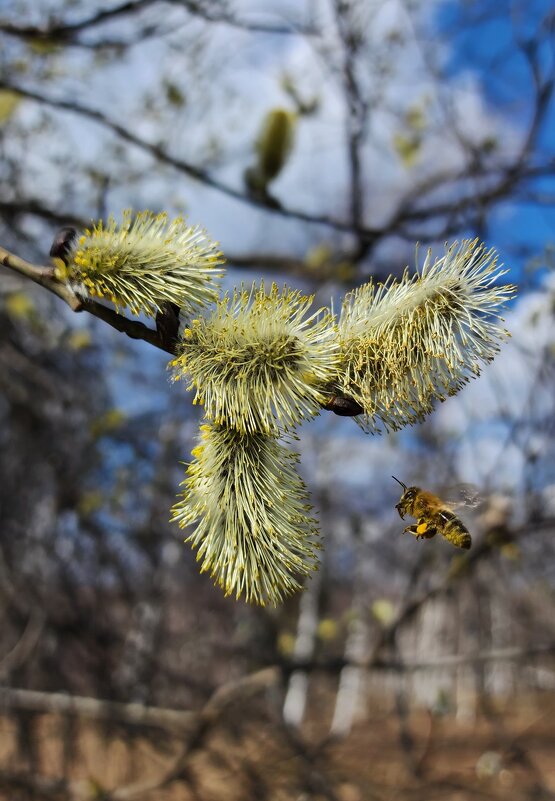 На посадку - IMir 