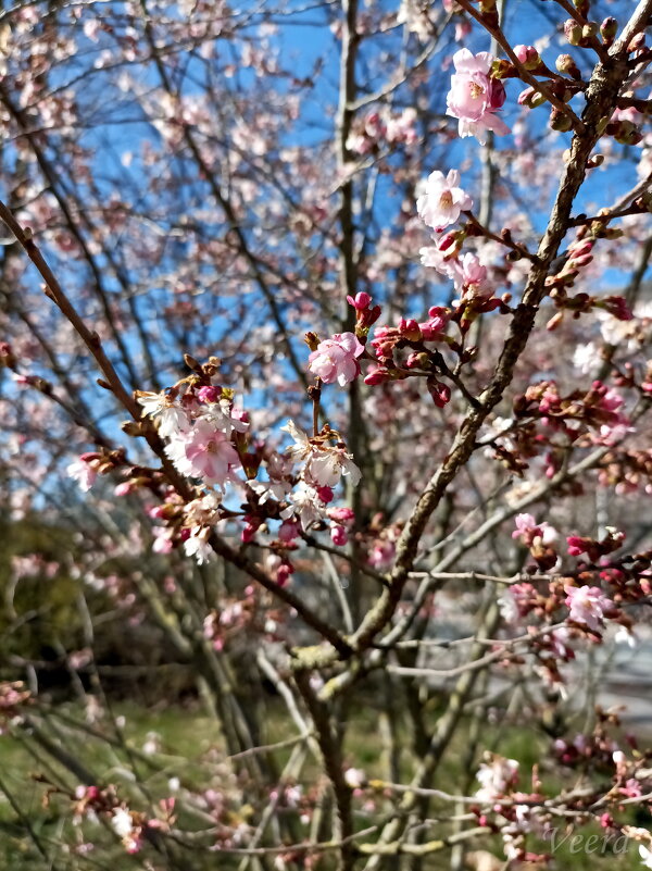 Сакура - Veera V