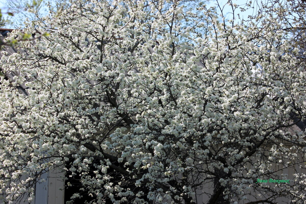 Сегодня зацвела слива! - Восковых Анна Васильевна Сегодня зацвела слива! - Восковых Анна Васильевна