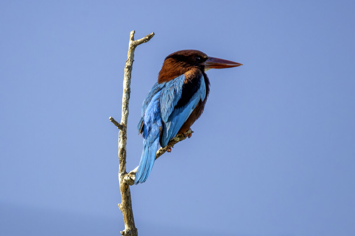 Красноклювая альциона. - Alexander Amromin Красноклювая альциона. - Alexander Amromin