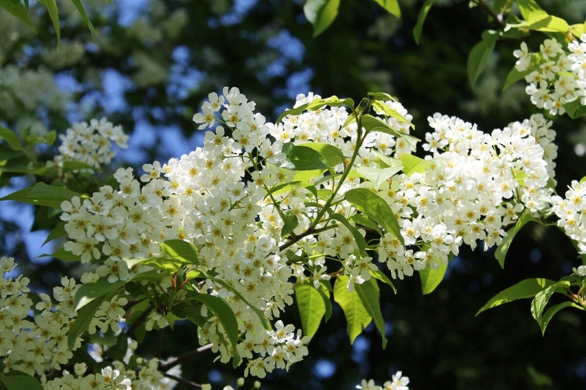 весна - марта Камушкина