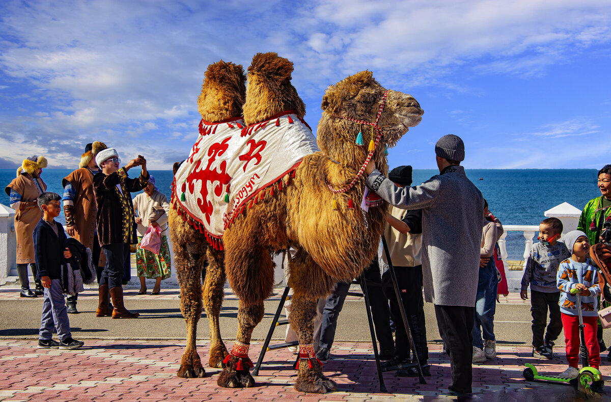 Верблюд - Анатолий Чикчирный Верблюд - Анатолий Чикчирный