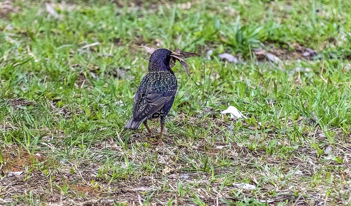 Весенние хлопоты - Валерий Иванович Весенние хлопоты - Валерий Иванович