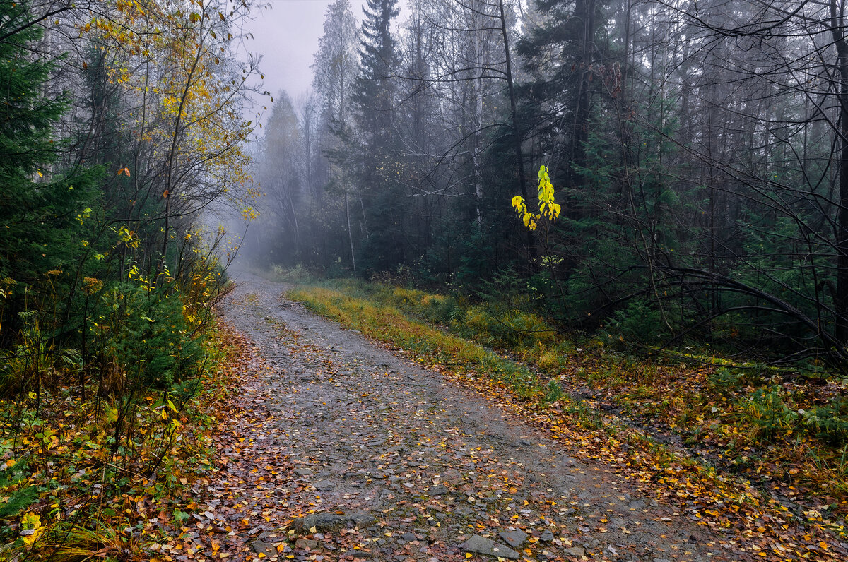 Вспоминая осень. - Юрий кот