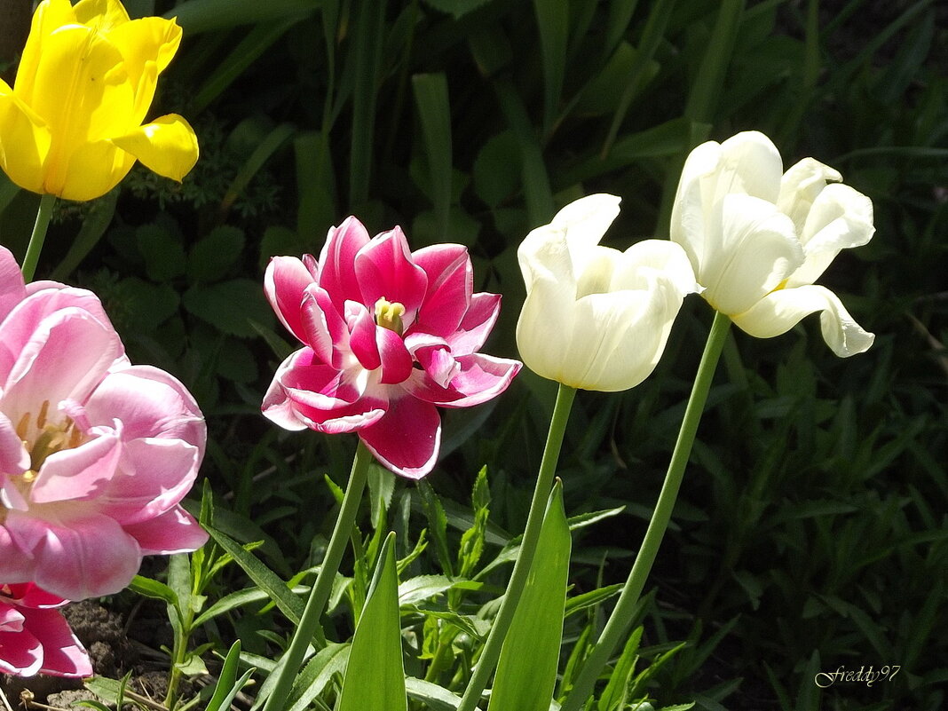 Тюльпаны - Freddy 97