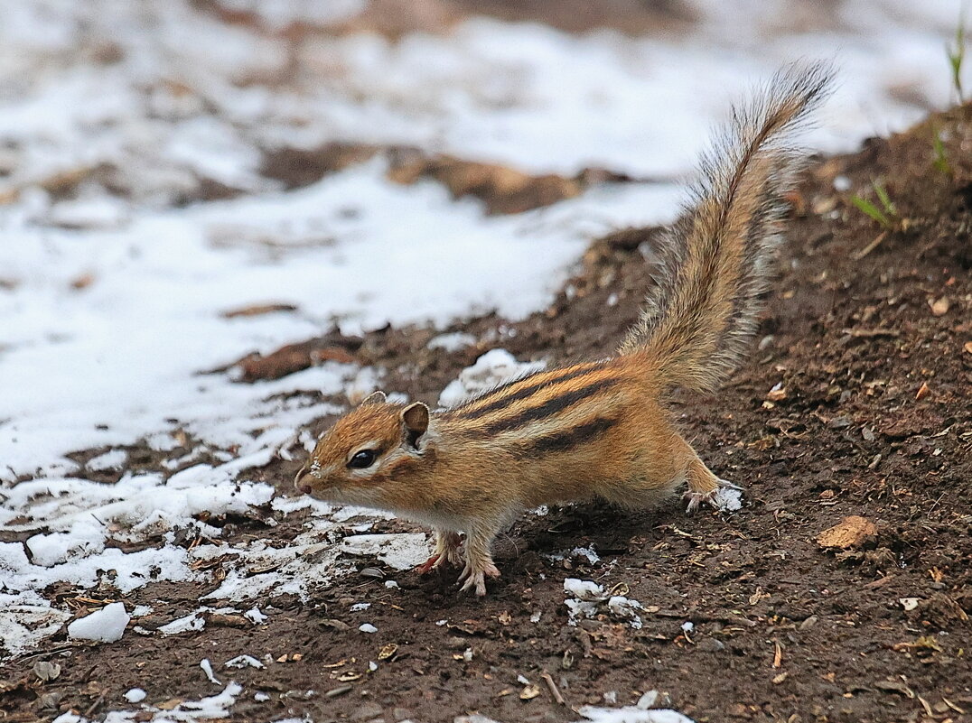 "И где весна..." - Владилен Панченко
