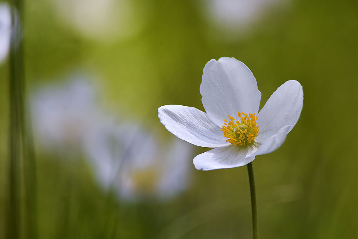 Ветреница - Геннадий Супрун Ветреница - Геннадий Супрун