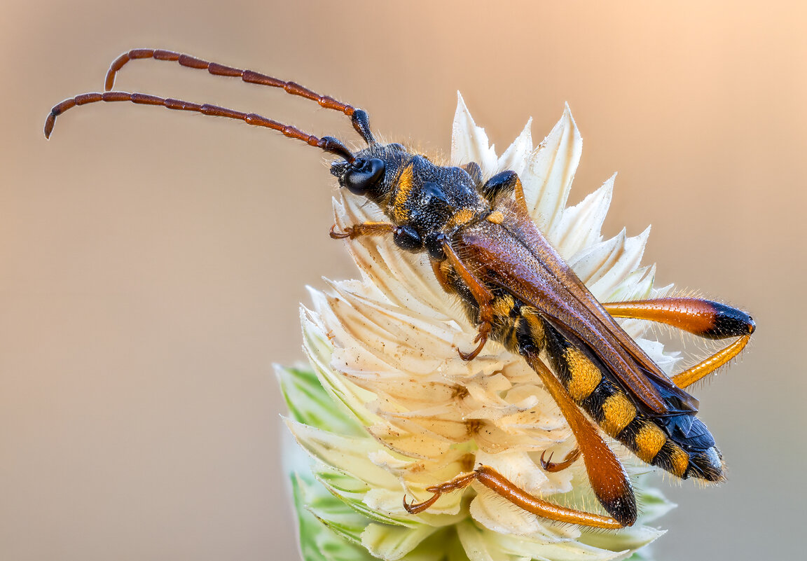 Жук усач(Stenopterus rufus syriacus). - Александр Григорьев
