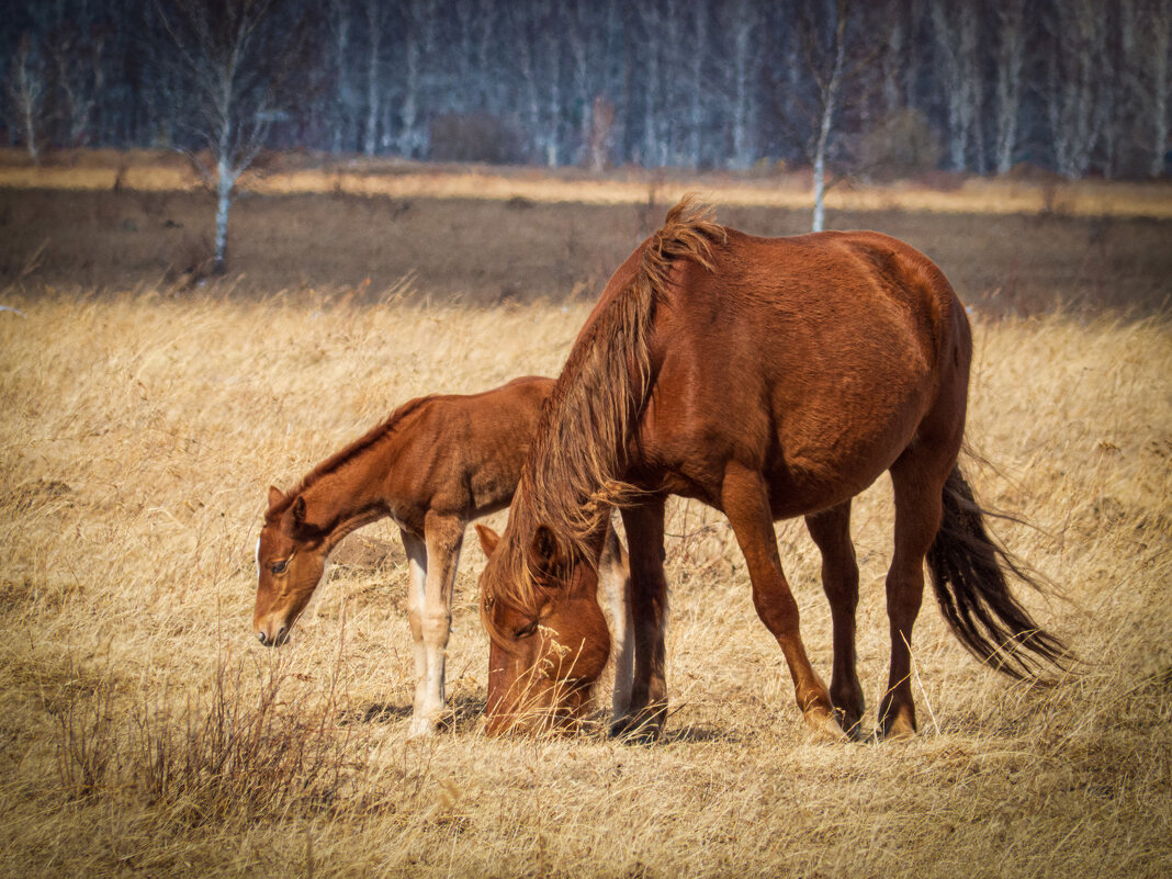 На пастбище.. - Алексей Мезенцев На пастбище.. - Алексей Мезенцев