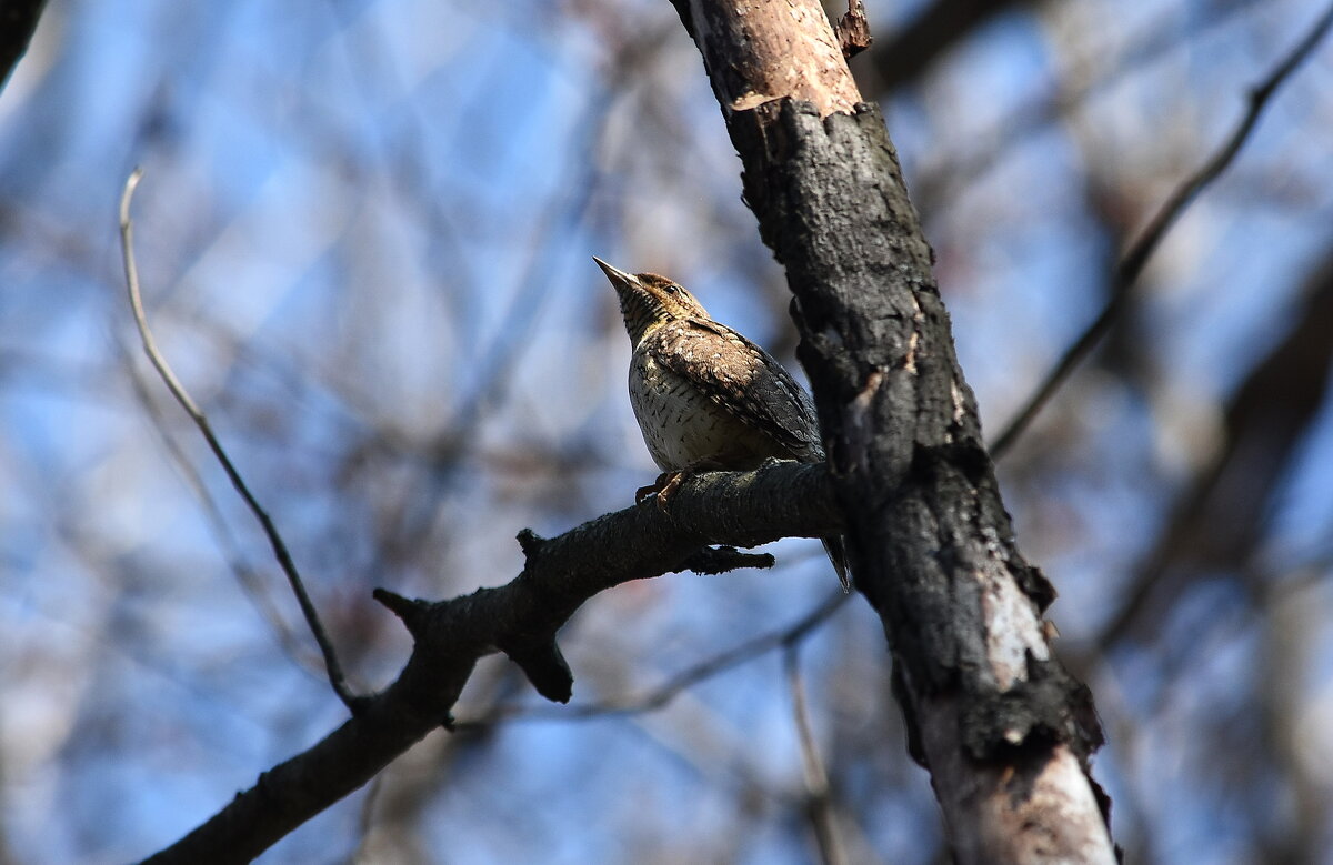 Вертишейка - Алексей .