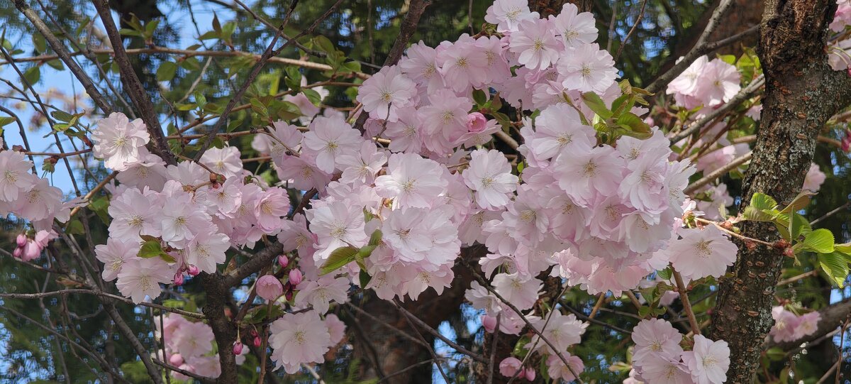 Весеннее цветение - <<< Наташа >>>