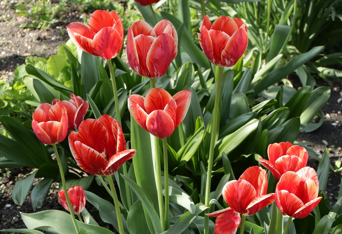 *** - Игорь Kуленко