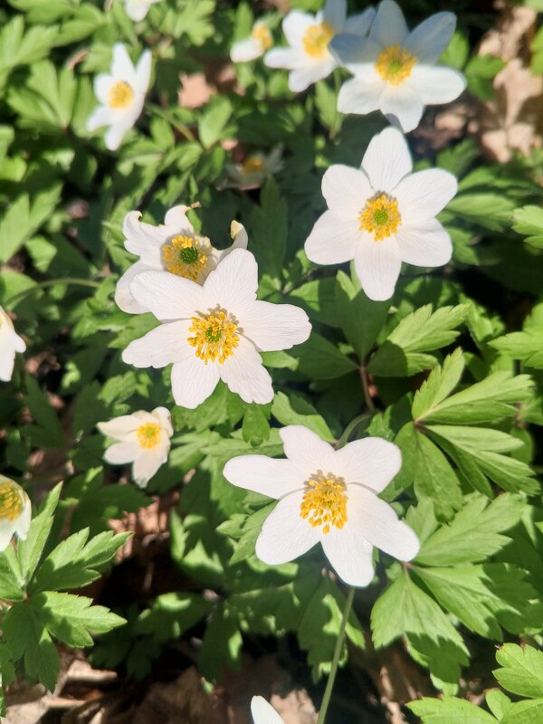 Ветреница - Сапсан 